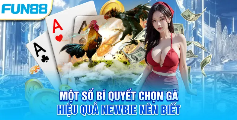 Một số bí quyết chọn gà hiệu quả Newbie nên biết
